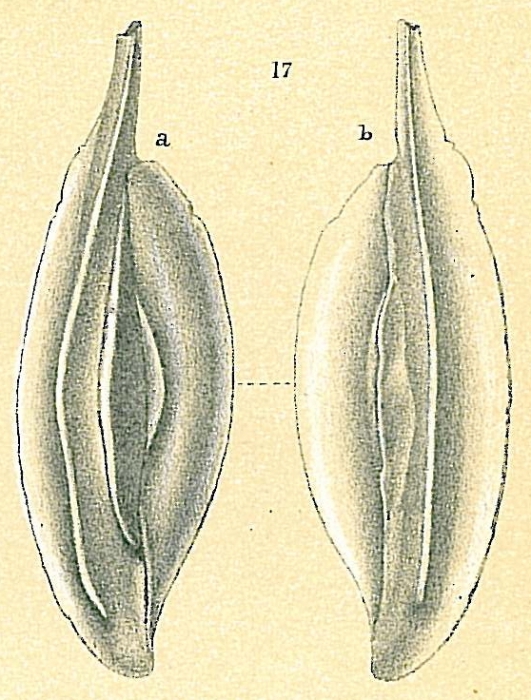 Adelosina sp.nov.