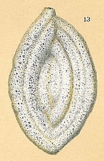 Ammomassilina alveoliniformis