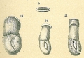 Chromista - Foraminifera (foraminifers)