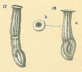 Chromista - Foraminifera (foraminifers)