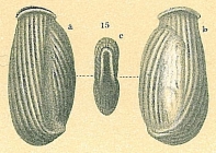 Articularia scrobiculata