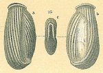 Chromista - Foraminifera (foraminifers)