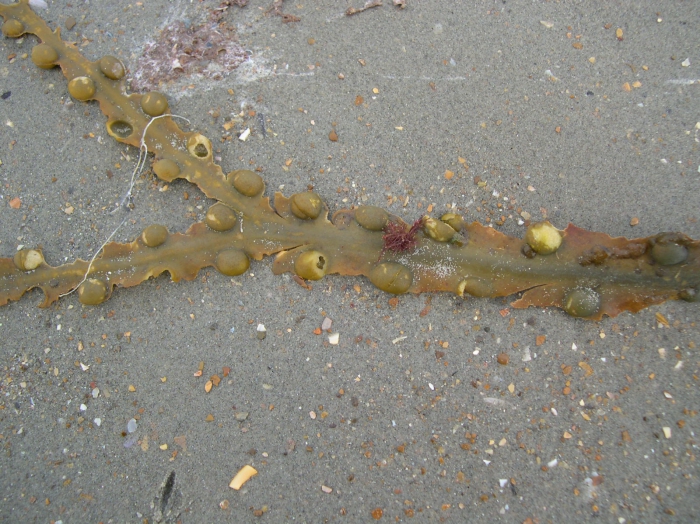 Fucus vesiculosus Linnaeus, 1753 Fucus vesiculosus Linnaeus, 1753
