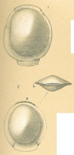 Biloculinella carinata (d'Orbigny, 1839) [Biloculinella sp.nov. sensu Jones (1994)]