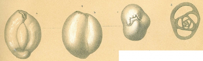 Cribromiliolinella subvalvularis Cribromiliolinella subvalvularis