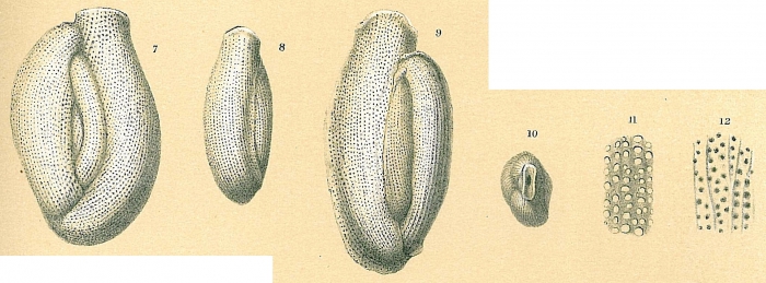 Edentostomina rupertiana