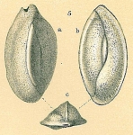 Chromista - Foraminifera (foraminifers)