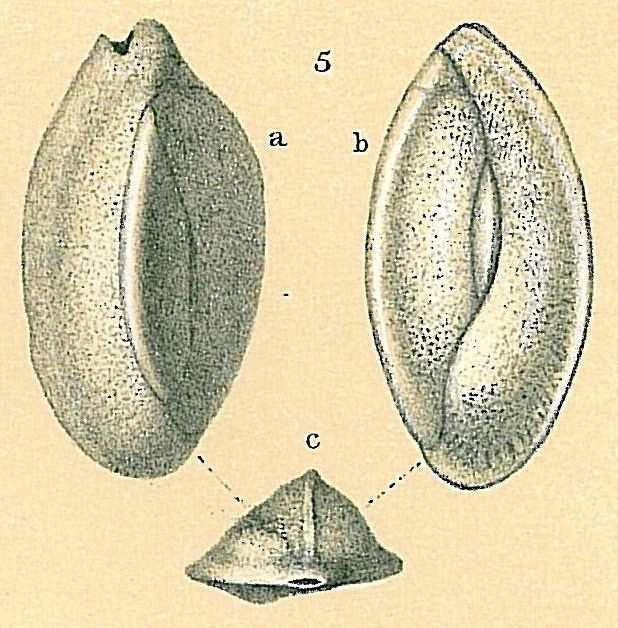 Edentostomina sp.nov.