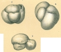 Chromista - Foraminifera (foraminifers)