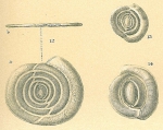 Chromista - Foraminifera (foraminifers)