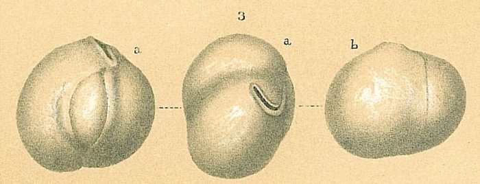 Miliolinella subrotunda Miliolinella subrotunda