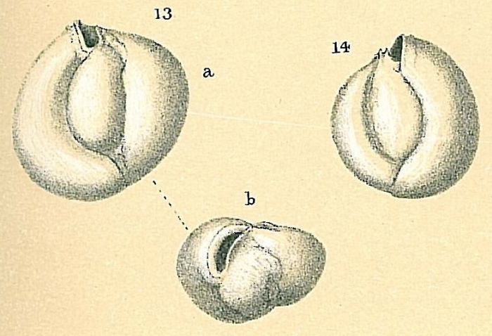 Miliolinella subrotunda Miliolinella subrotunda