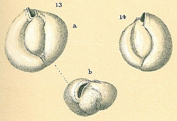 Miliolinella subrotunda