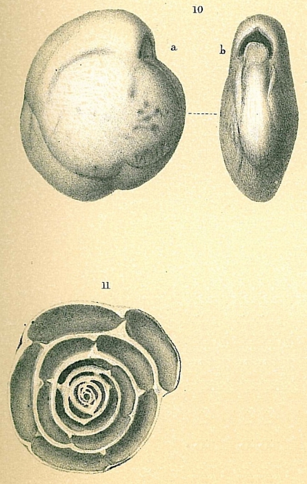 Nummoloculina contraria