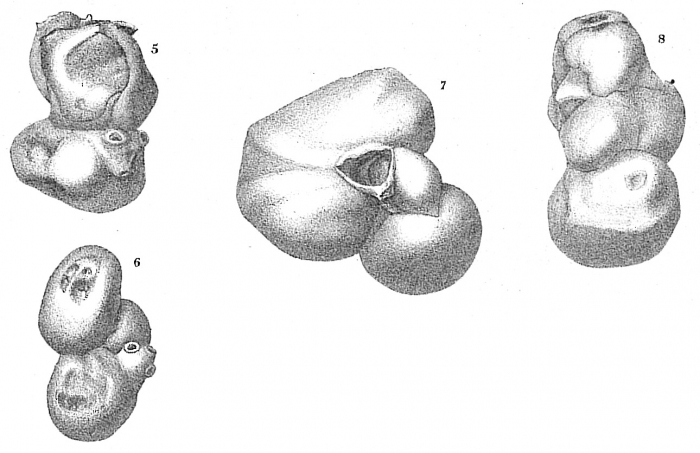 Parrina bradyi Parrina bradyi