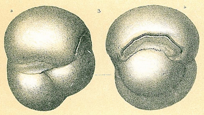 Planispirinoides bucculentus