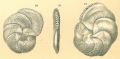 Chromista - Foraminifera (foraminifers)