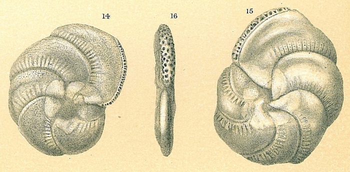 Polysegmentina circanata Polysegmentina circanata