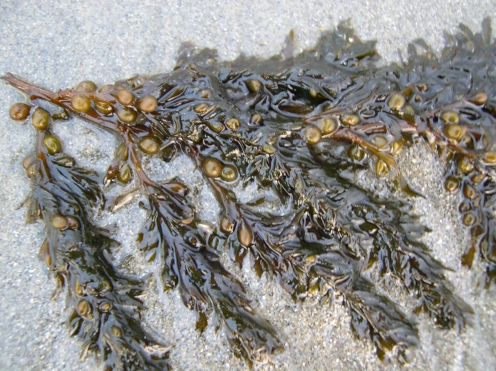 Fucus vesiculosus Linnaeus, 1753 Fucus vesiculosus Linnaeus, 1753