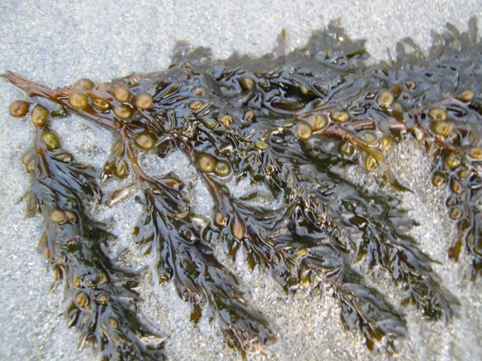 Fucus vesiculosus Linnaeus, 1753 