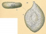Proemassilina arenaria