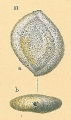 Chromista - Foraminifera (foraminifers)