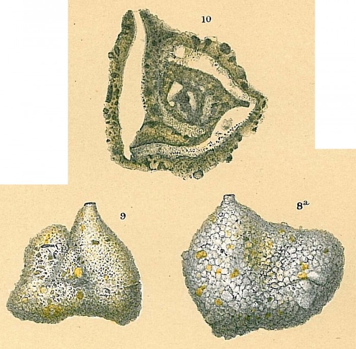 Pseudoflintina triquetra Pseudoflintina triquetra