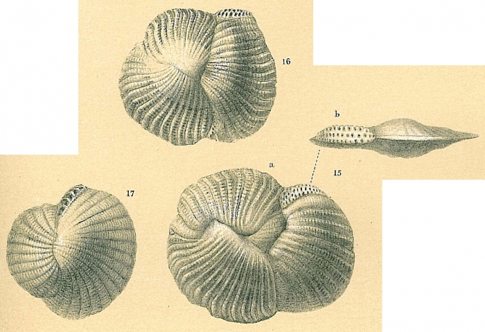 Pseudohauerina occidentalis involuta Pseudohauerina occidentalis involuta
