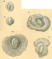 Chromista - Foraminifera (foraminifers)