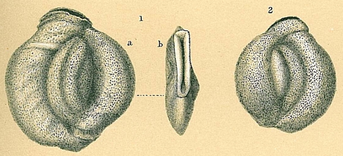 Pseudomassilina australis