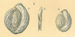 Chromista - Foraminifera (foraminifers)