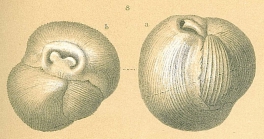 Triloculina insignis (Brady, 1881)