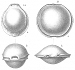 Chromista - Foraminifera (foraminifers)