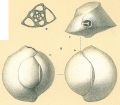 Chromista - Foraminifera (foraminifers)