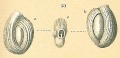 Chromista - Foraminifera (foraminifers)