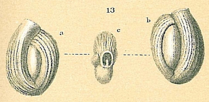 Quinqueloculina boueana