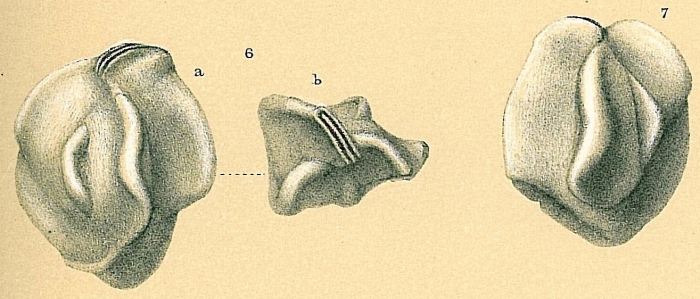 Quinqueloculina bradyana