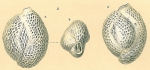 Quinqueloculina pseudoreticulata Parr, 1941