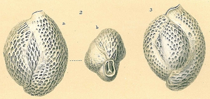 Quinqueloculina pseudoreticulata Parr, 1941