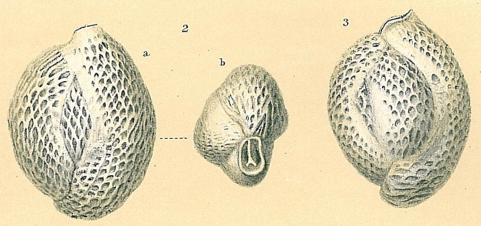 Quinqueloculina pseudoreticulata