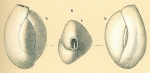 Chromista - Foraminifera (foraminifers)