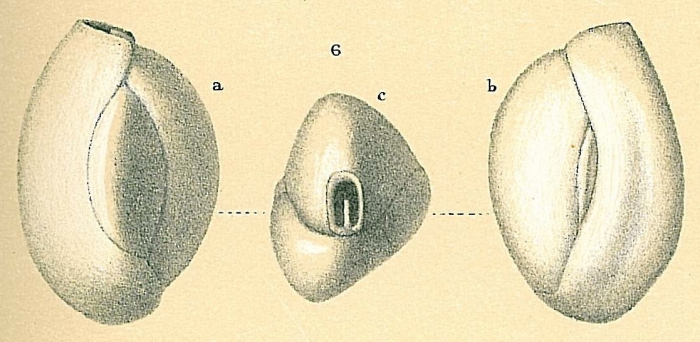 Quinqueloculina seminulum