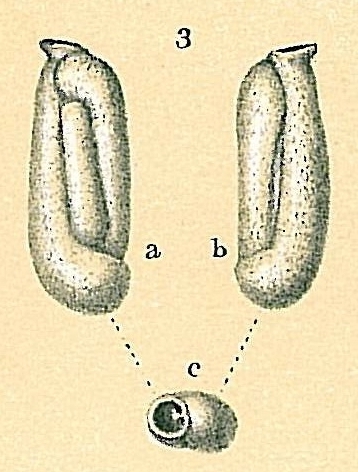 Quinqueloculina tropicalis Quinqueloculina tropicalis