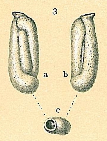 Quinqueloculina tropicalis