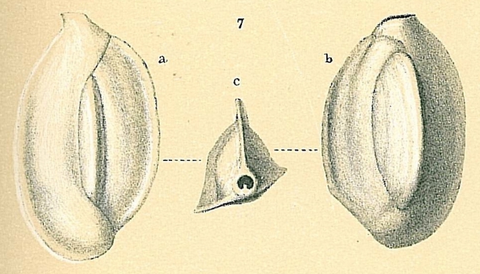 Quinqueloculina venusta