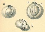 Chromista - Foraminifera (foraminifers)