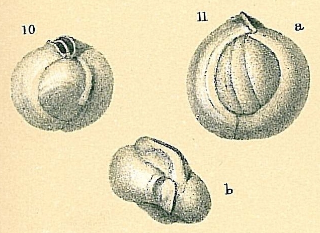 Sigmamiliolinella australis
