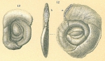 Chromista - Foraminifera (foraminifers)