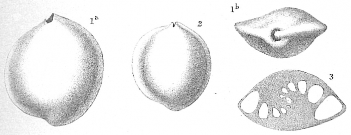 Sigmoilina sigmoidea