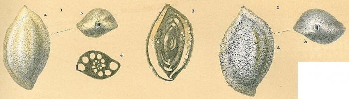 Sigmoilopsis schlumbergeri